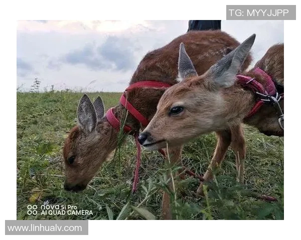 德国足球明星小鹿的精彩瞬间与成长历程全解析 德国足球明星小鹿的精彩瞬间与成长历程全解析